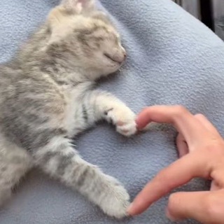 Логотип haitooooo