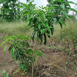 Логотип канала mangoplantinginnorthiran