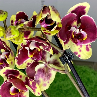 Логотип elfloreorchids