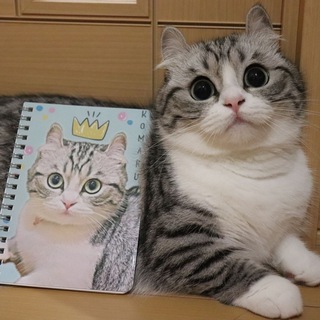 Логотип канала mugimeshi323
