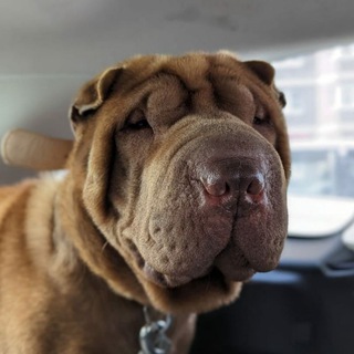 Логотип канала sharpei_help