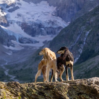 Логотип канала deingel_dog_photo