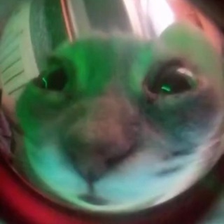 Логотип memecatsgif