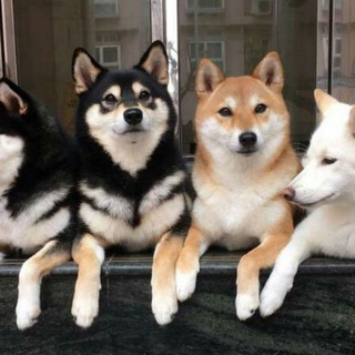 Логотип канала dogesbrotherhood