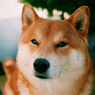 Логотип scidoge