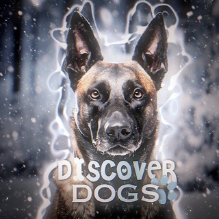 Логотип канала discoverdog