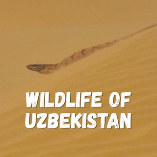 Логотип канала wildlifeuzb