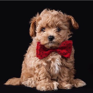 Логотип канала maltipoo