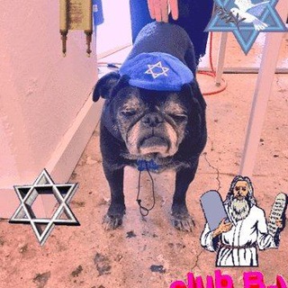 Логотип канала jewishpugs