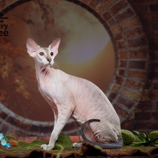 Логотип peterbald_msk