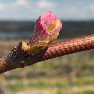 Логотип канала fabulouschampagne