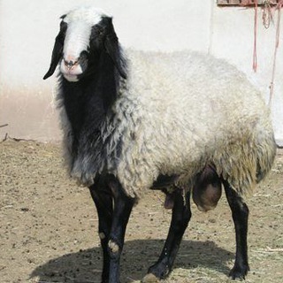 Логотип moshavereh_sheep