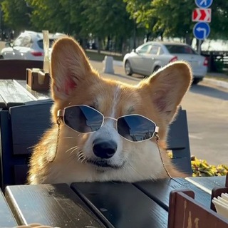 Логотип канала dev_corgi