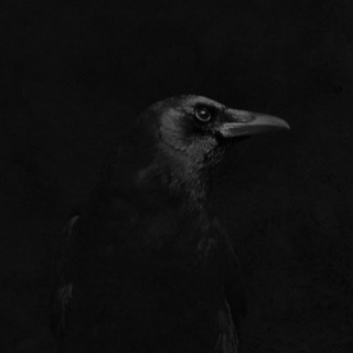 Логотип канала birdseatbaby