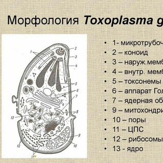 Логотип канала toxoplasmagondii1behtereva