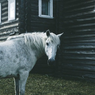 Логотип folkcamp