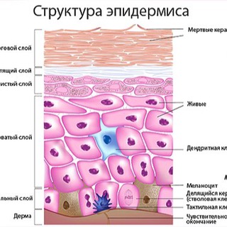 Логотип канала vetdermatologygroup