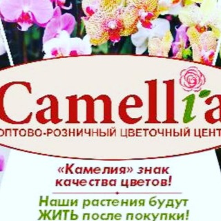 Логотип канала camelia_cvety