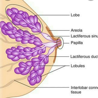 Логотип breast_info