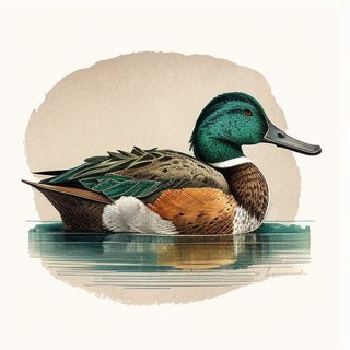 Логотип northern_shoveler