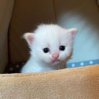 Логотип канала tinycatss