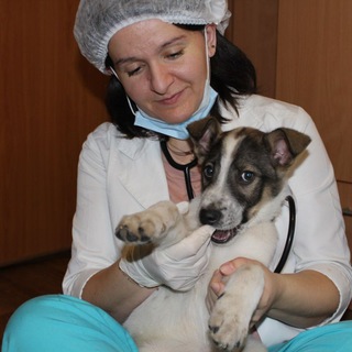 Логотип канала veterinarnyi