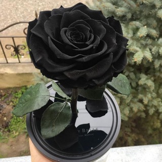 Логотип blackbakkara