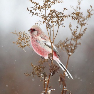 Логотип канала garden_pets_birds