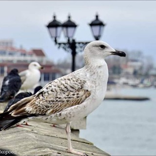 Логотип канала tssevastopol