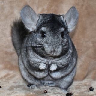 Логотип канала chinchillas_vk