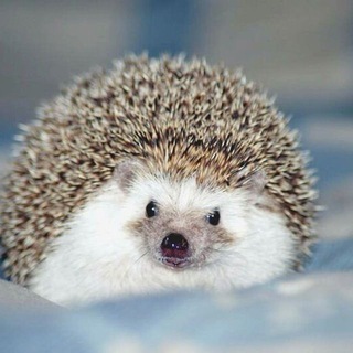 Логотип канала hedgehogsBeauty