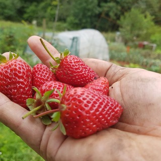 Логотип канала cultivatuhuerto