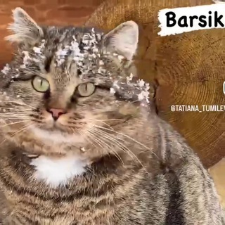 Логотип канала catbarsick