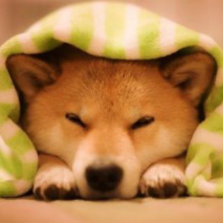 Логотип канала shibainueveryday