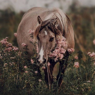 Логотип канала horselovephoto