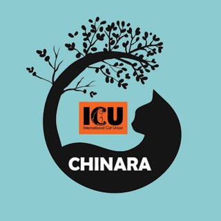 Логотип канала chinara_cat_club_chat