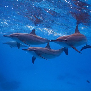 Логотип freedolphin_travel