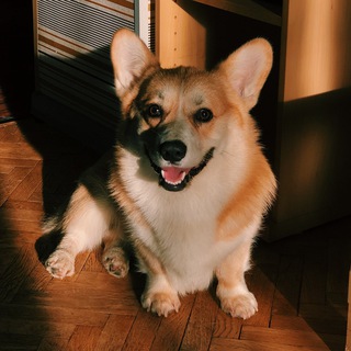 Логотип канала corgi_vardi