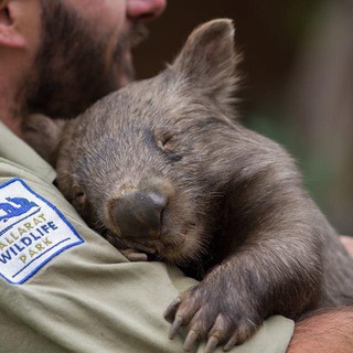 Логотип канала wombatya