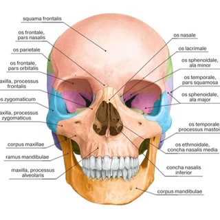 Логотип канала anatomya_human