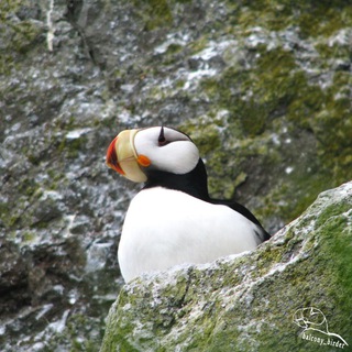 Логотип канала balcony_birder