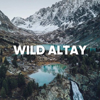 Логотип канала wild_altay