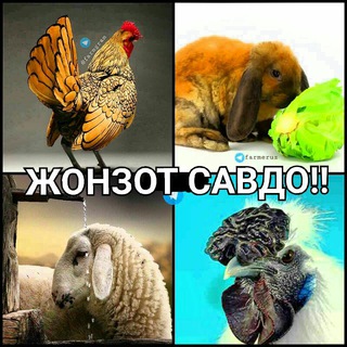 Логотип jonzot_savdoo