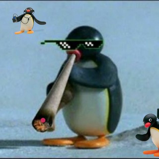 Логотип канала seguaci_di_pingu