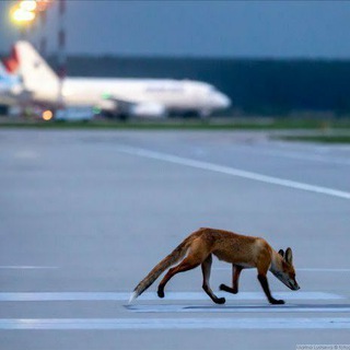 Логотип канала fox_on_runway