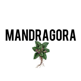 Логотип mandragora_candles