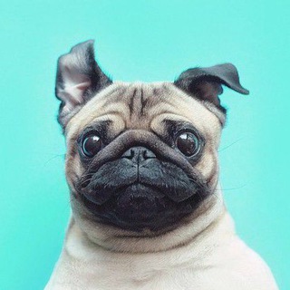 Логотип канала thepugmarket