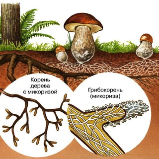 Логотип канала mushroom72