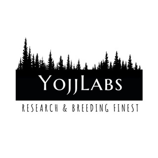 Логотип канала yojj_labs