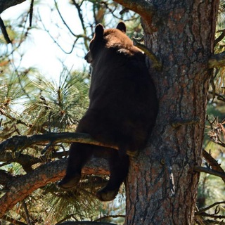 Логотип канала footbear